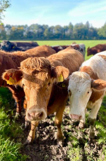 Gortin Mill Farm Retreatヴィラ エクステリア 写真